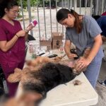Salud rebasa meta de 400 perros y gatos esterilizados en jornada gratuita